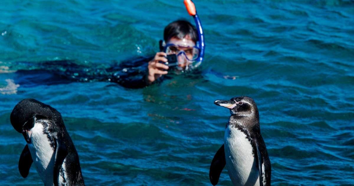 A man diving in the ocean water approaches two little penguins. (Representative Cover Image Source: Getty Images | Mark Newman)