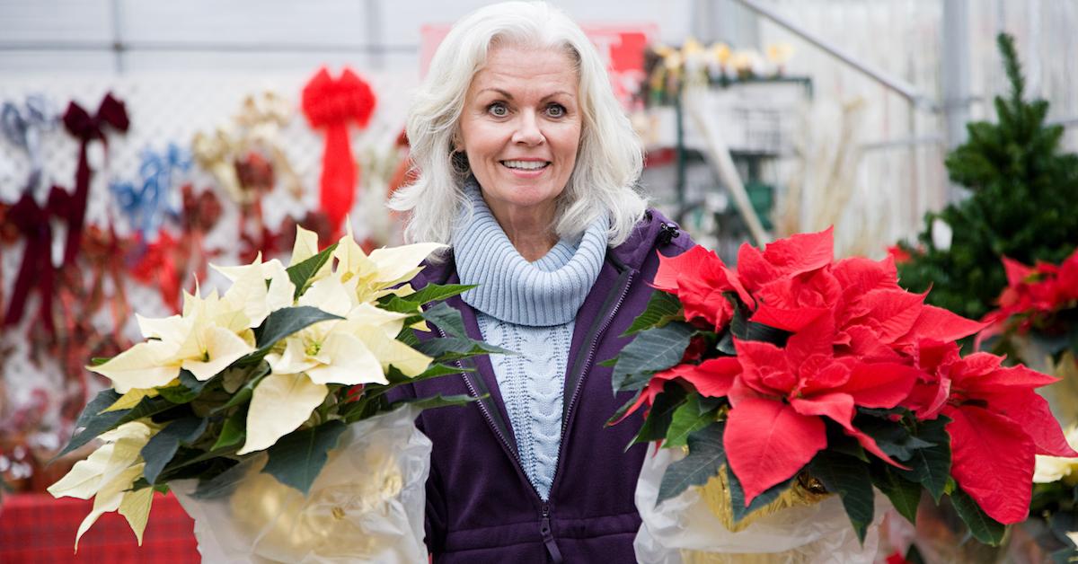 How to Care for Poinsettias, to Keep Them Alive YearRound