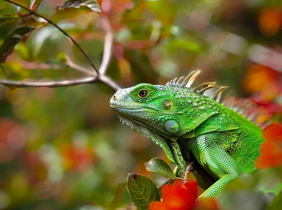 pn/ccfc  d aaf eadcfab