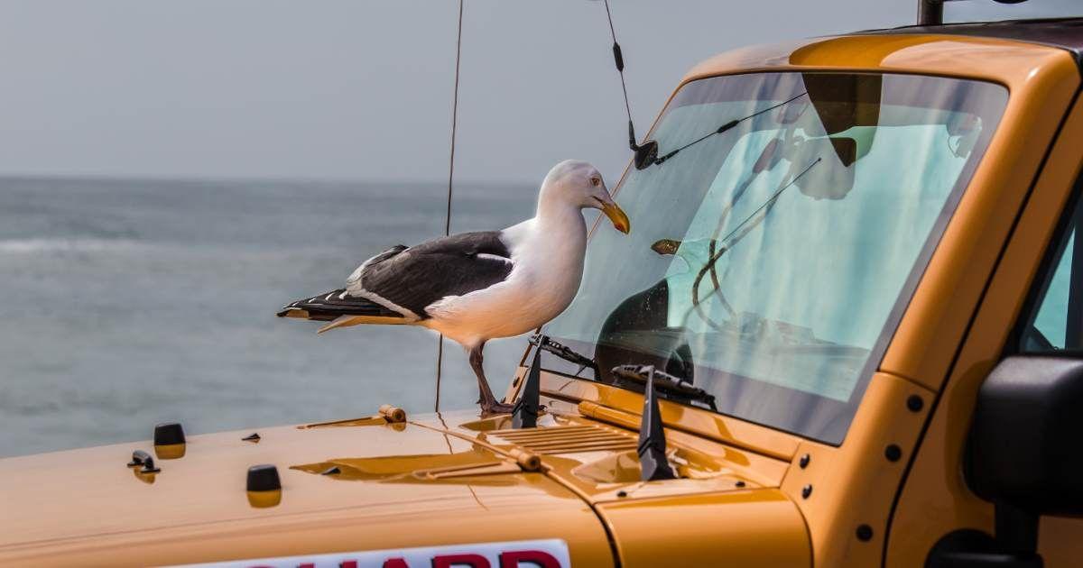 A seagull is hitching a ride from a truck. (Representative Cover Image Source: Getty Images | Ricsorgel)