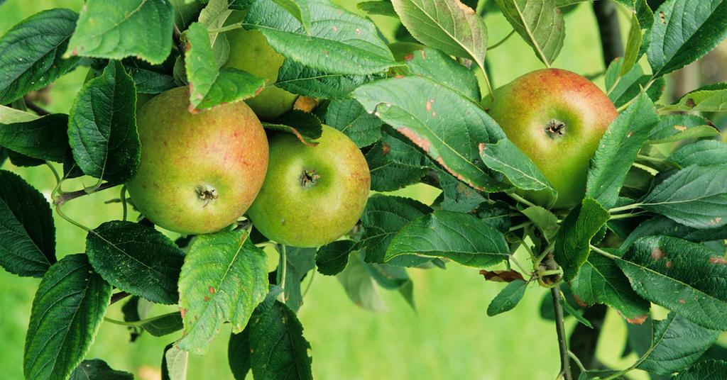 What Garden Plants Need Lime? Behind the Useful Gardening Tool