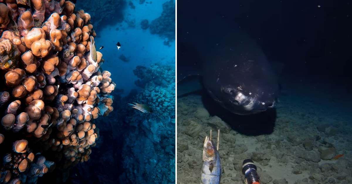 (L) A deep trench under the ocean with coral reefs on the side. (Representative Cover Image Source: Pexels | Francesco Ungaro) (R) Researchers' camera captures a rare encounter in Tonga Trench. (Cover Image Source: YouTube | @deepseauwa)