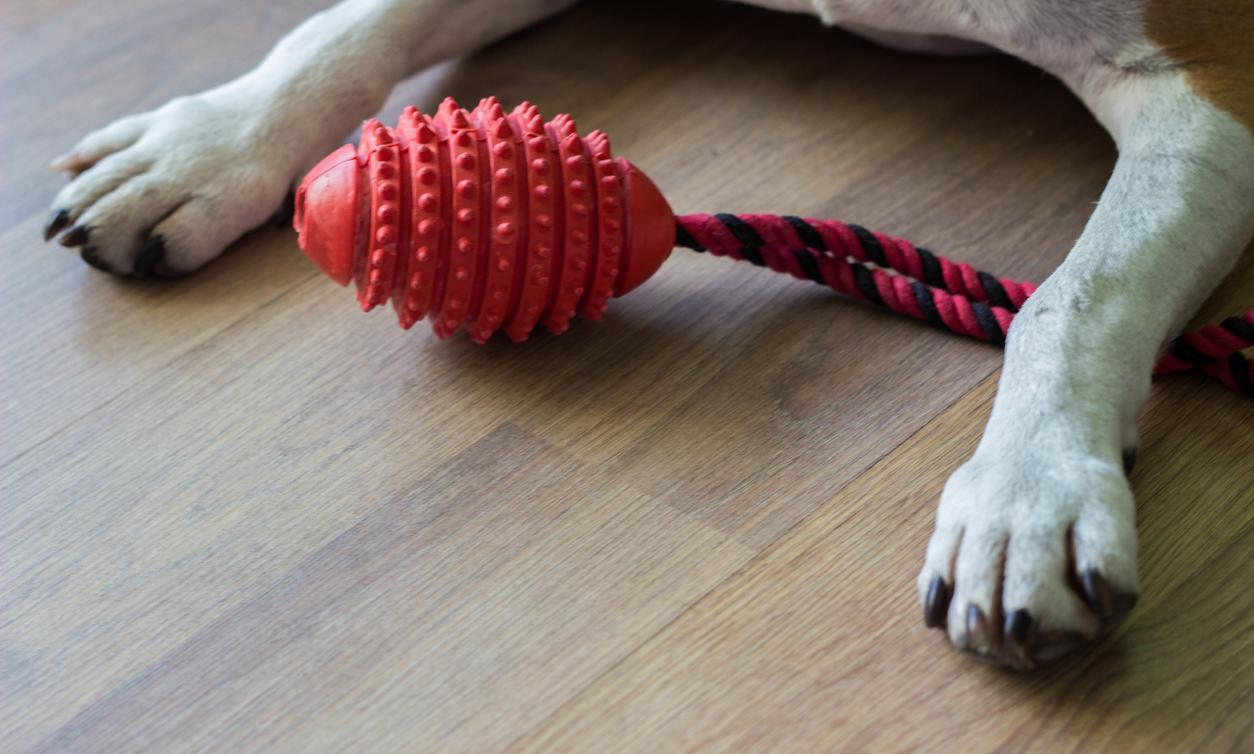 How to Clean Dog Toys A Guide for Pet Parents