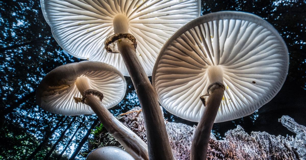 Three mushrooms in a forest photographed from the ground up.