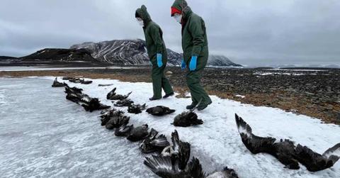 Scientists evaluate skua carcasses at Beak Island in Antarctica in March 2024. (Cover Image Source: UC Davis | Photo by Ben Wallis )