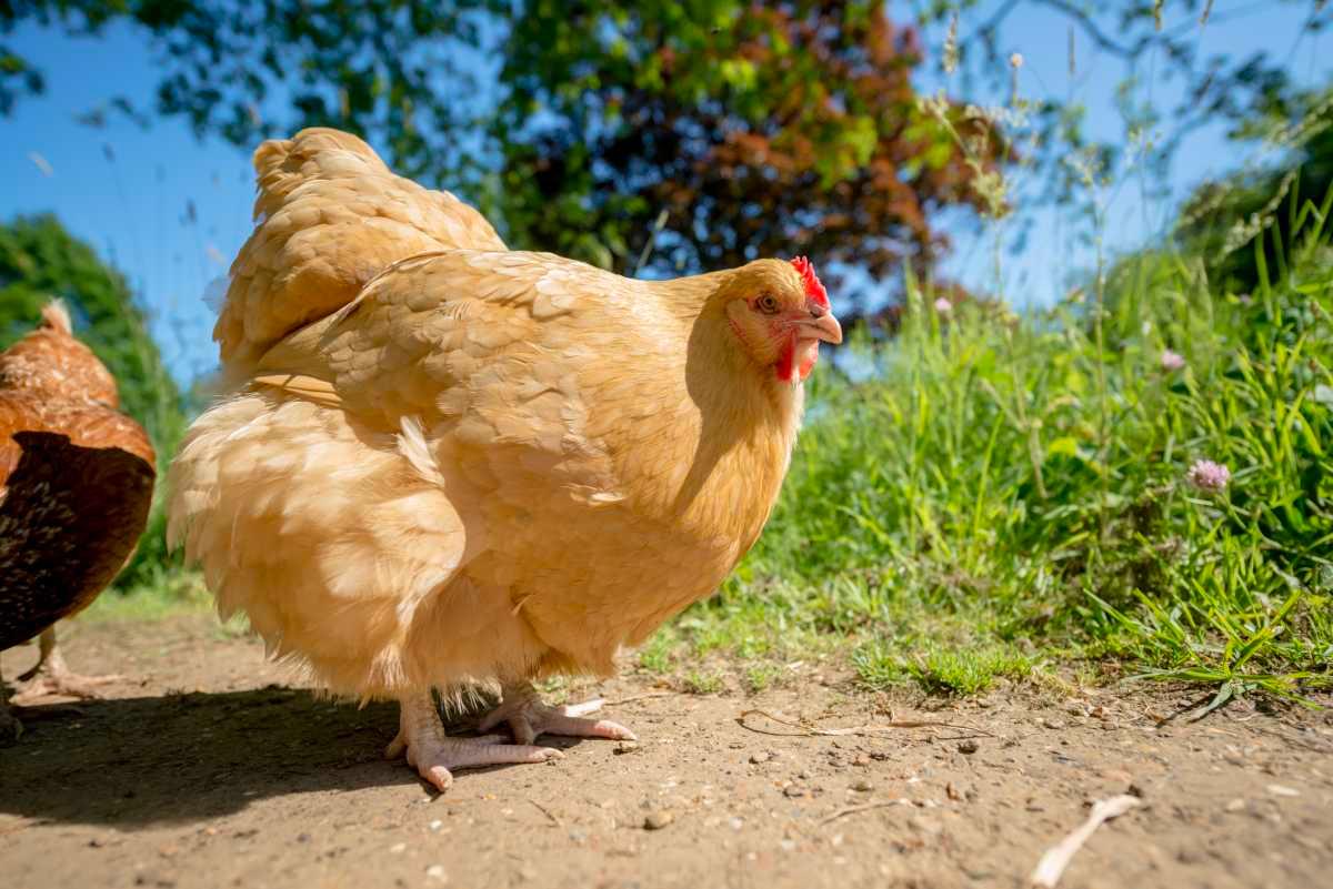 pn/cdba ab  a bcdbca