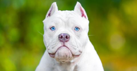 A close up of an American bull puppy with cropped ears.