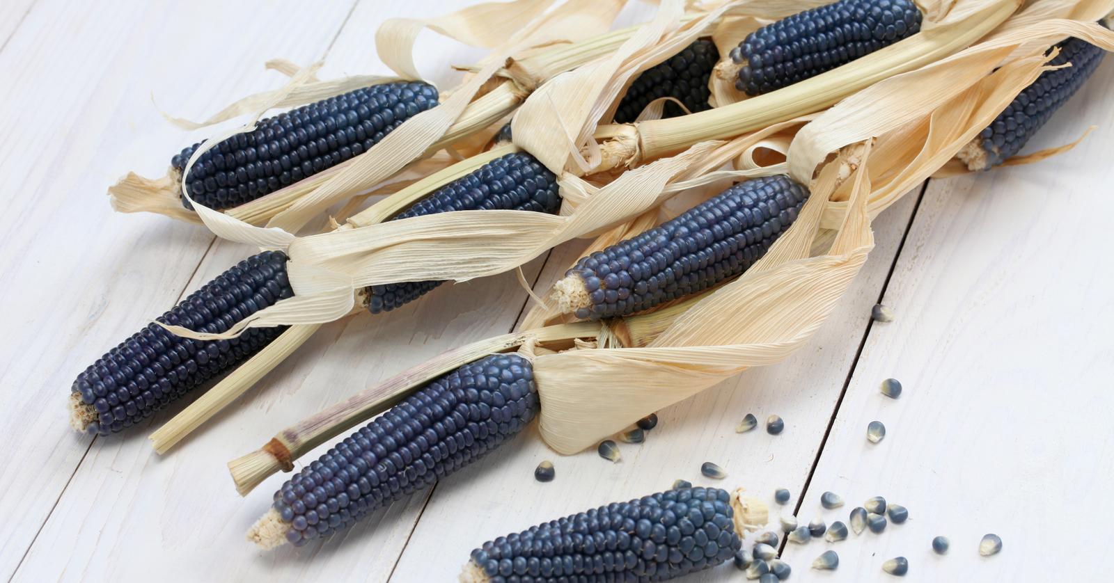 Native Corn Is Now Protected Under Mexico’s Law