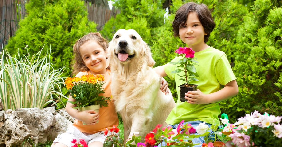 is nitrogen fertilizer bad for dogs