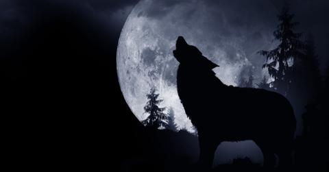 Wolf howling at the moon