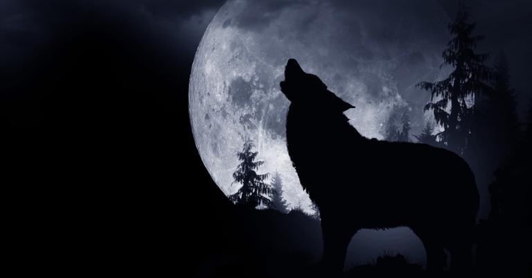 Do Wolves Really Howl At The Moon? Exploring Why