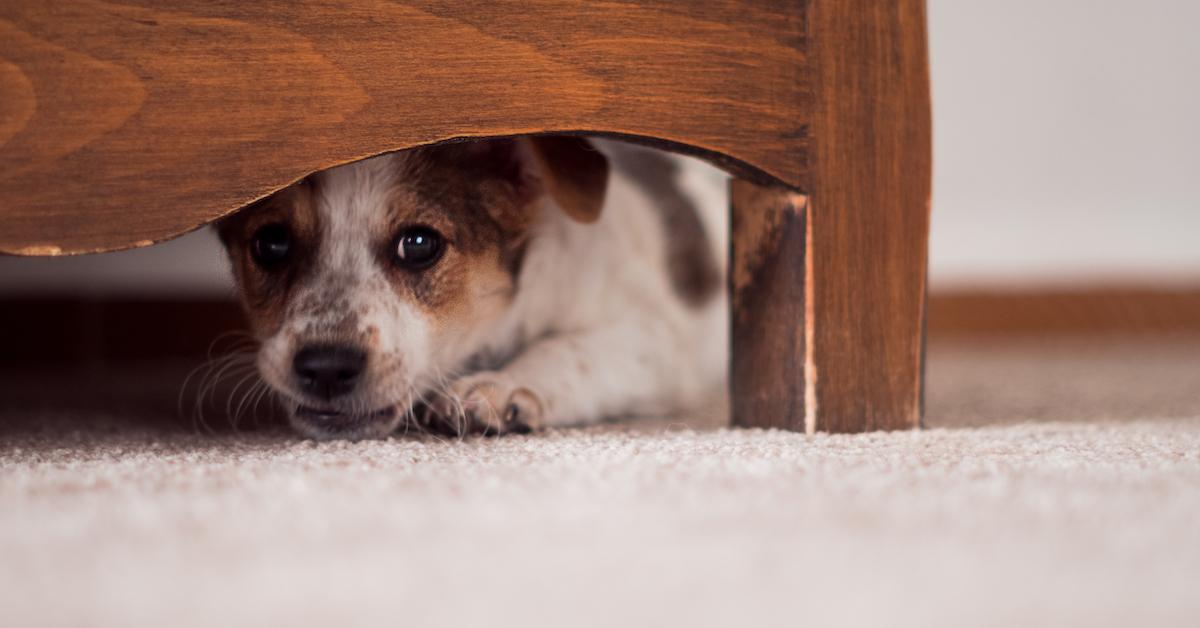 Dog goes shop under bed