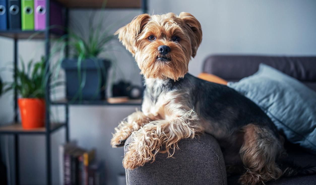 A Yorkshire Terrier laying on the arm of a grey couch. 