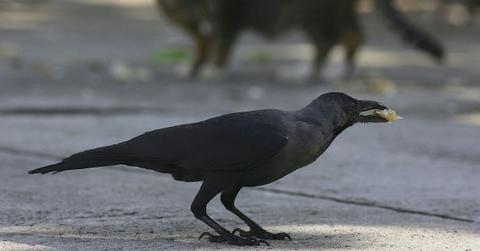 Crows Cigarette Butts