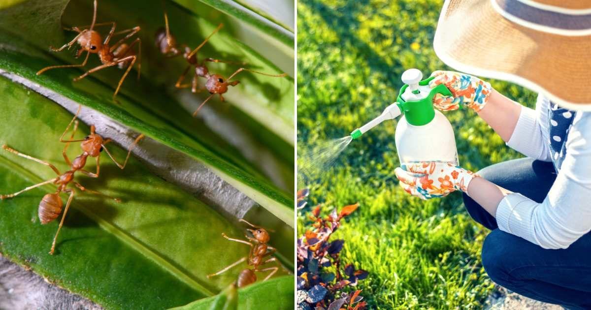 (L) Ants guarding the nest's entrance on the leaves. (R) A woman spraying insecticide on garden plants. (Representative Cover Image Source: Getty Images | (L) Jordan Lye, (R) Bluecinema)