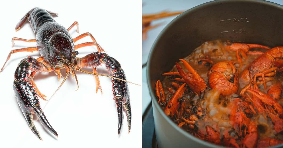 (L) Image of a crayfish in white background. (R) Crayfish boiling in a broth. (Representative Cover Image Source: Pexels | (L) Rafael Minguet Delgado, (R) Sonic)