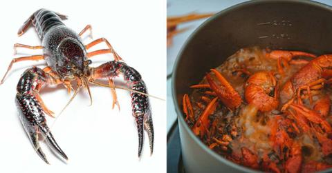 (L) Image of a crayfish in white background. (R) Crayfish boiling in a broth. (Representative Cover Image Source: Pexels | (L) Rafael Minguet Delgado, (R) Sonic)