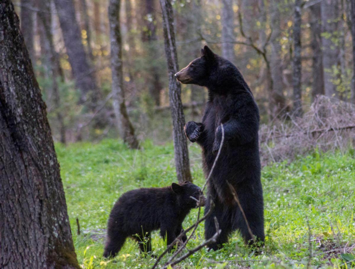 Black bears in the wold