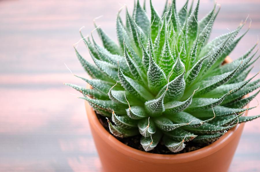 aloe vera house plant