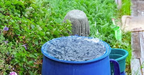 Blue rain barrel in a vibrant, green garden