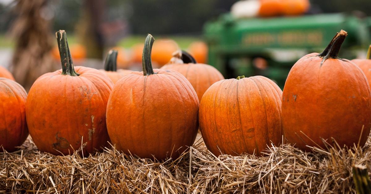 Cluster of pumpkins on top of a hay bale in a pumpkin patch.