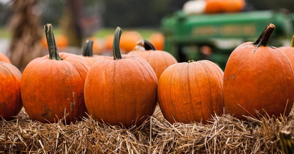 Are Pumpkins Bad for the Environment? What You Should Know