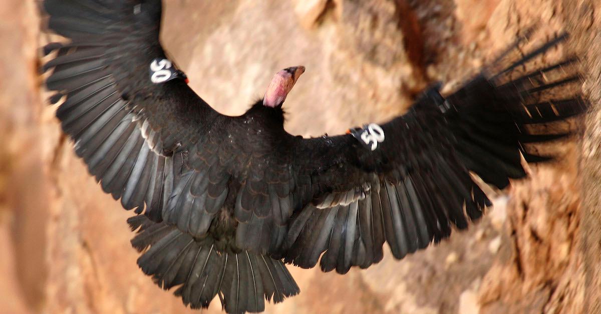 California Condor