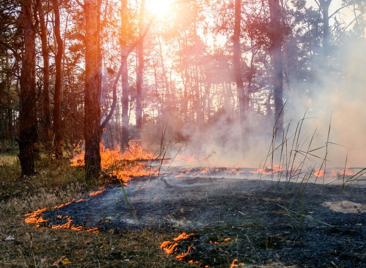 Active burn site in forest