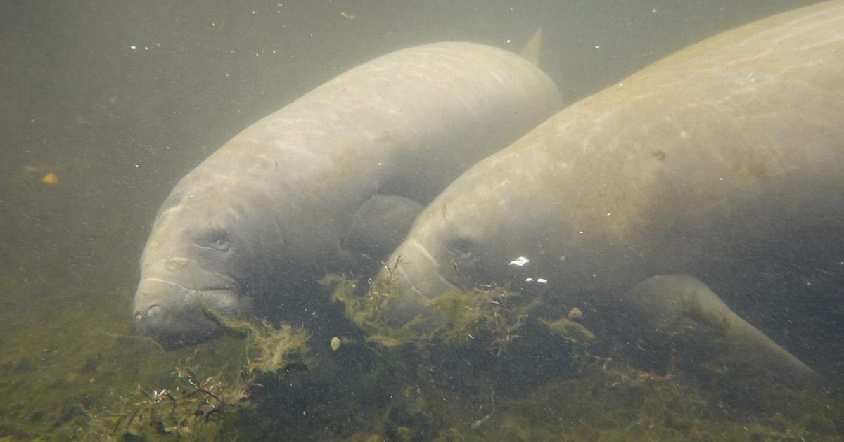 Manatee Food