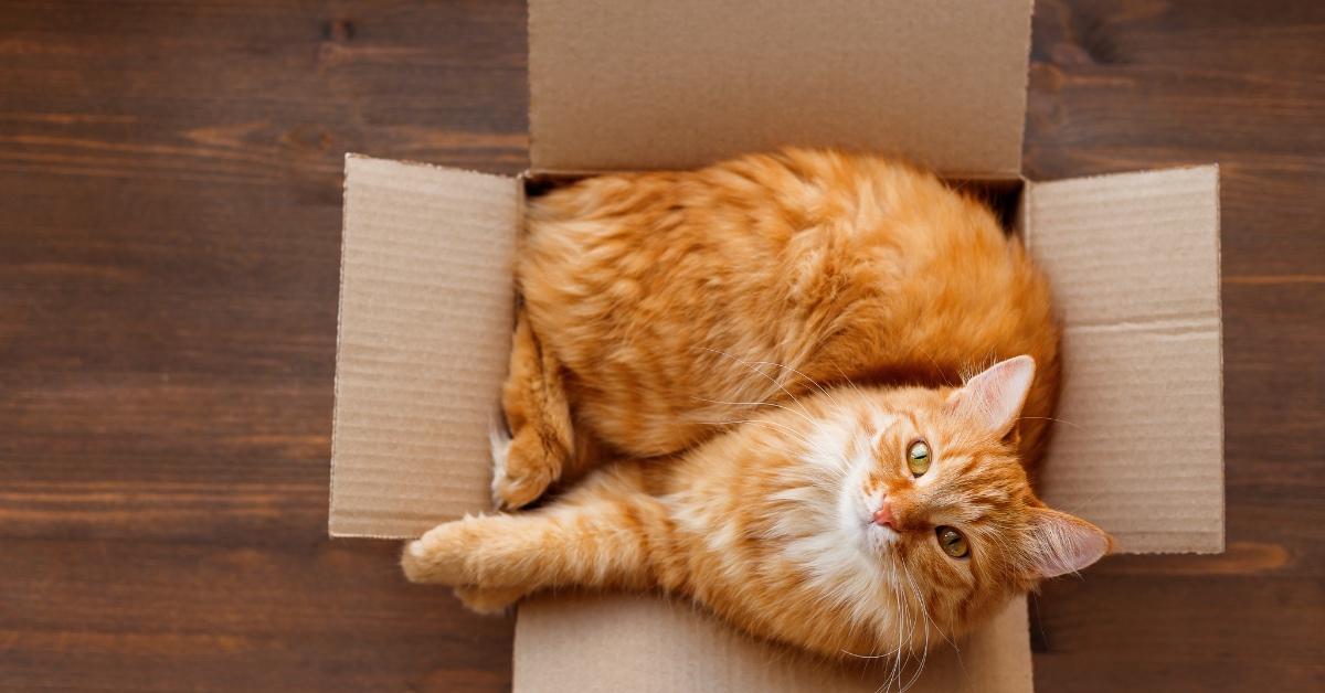 Silly orange cat in a box