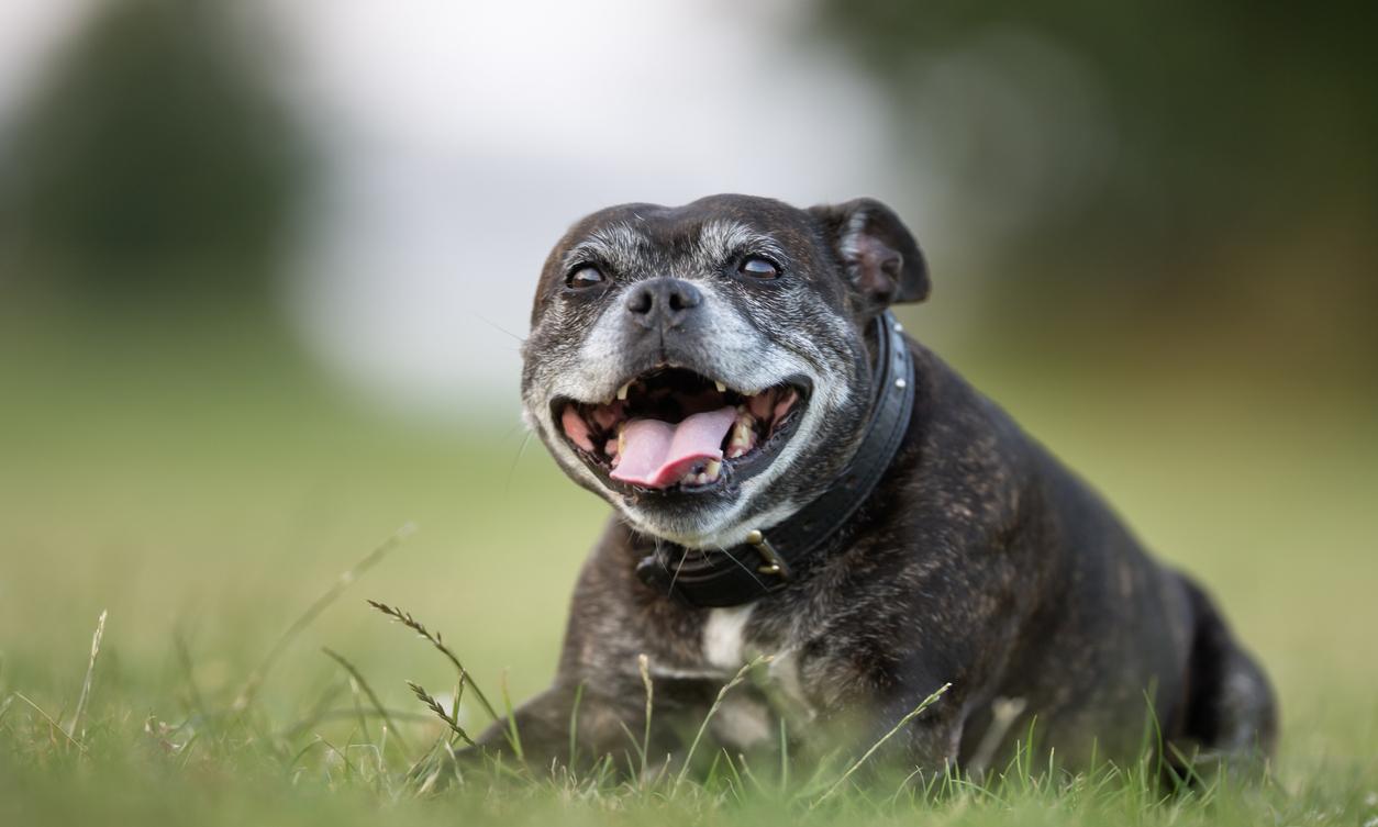 At What Age Is a Dog Considered a Senior? About Canine Aging