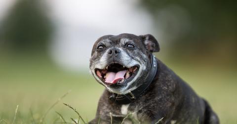 A black Staffordshire Bull Terrier with a gray face smiles while sitting in the grass.