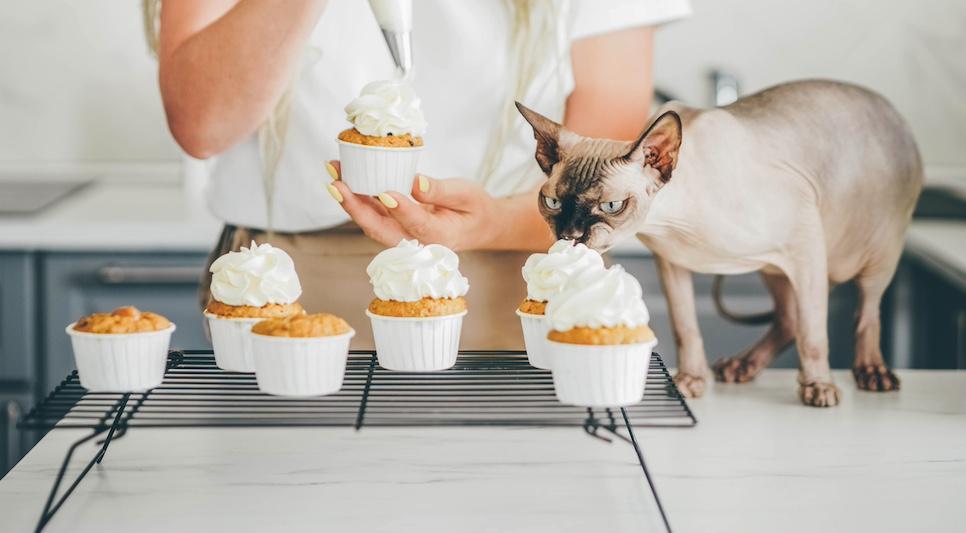 A hairless cat tasting whipped cream on fresh cupcakes.