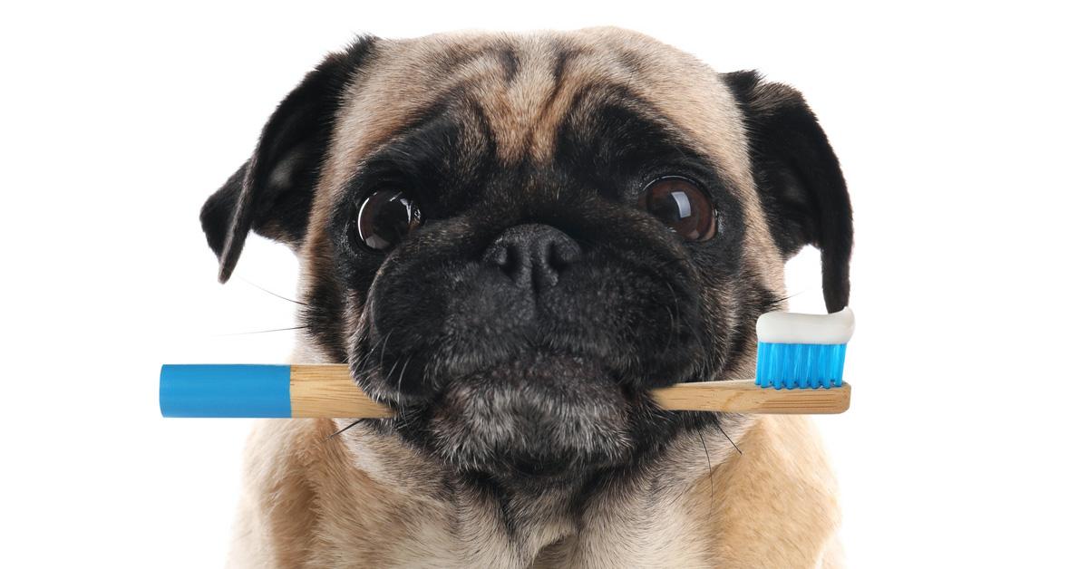 dog holding toothbrush with dog toothpaste