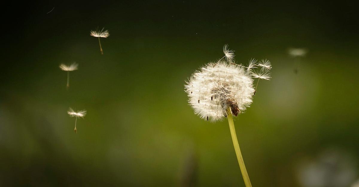 Dandelions