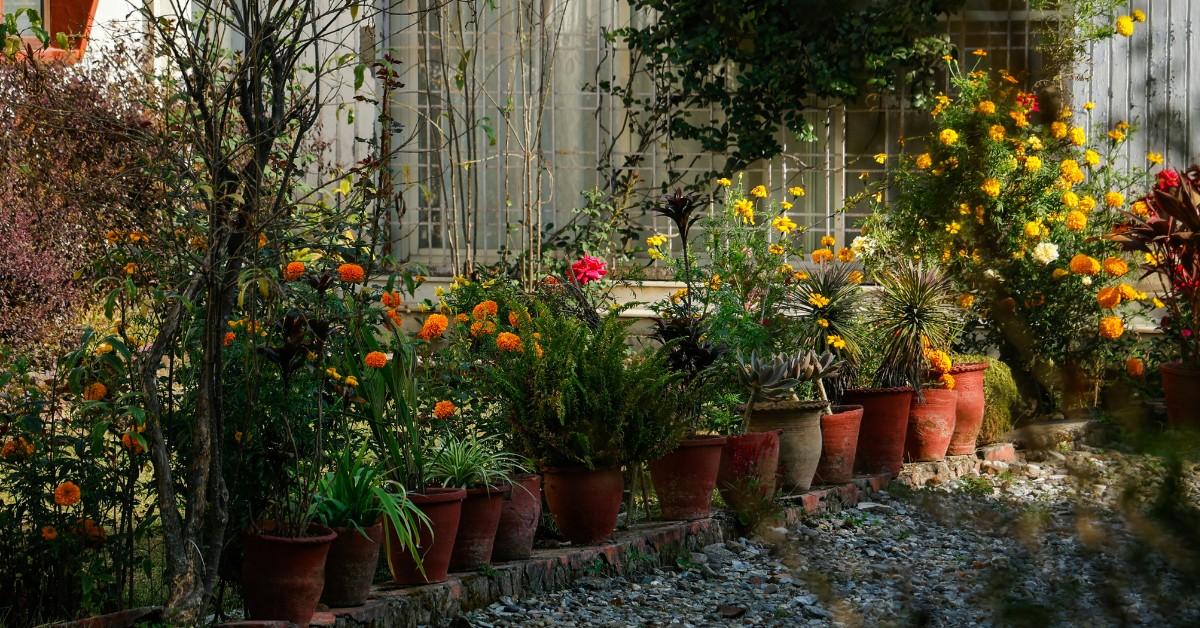 Flower pots line a stone path