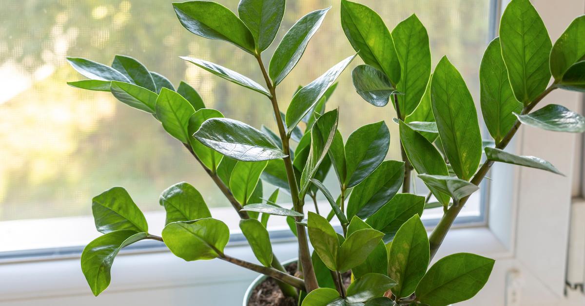 ZZ plant propagating in pot of dirt on windowsill