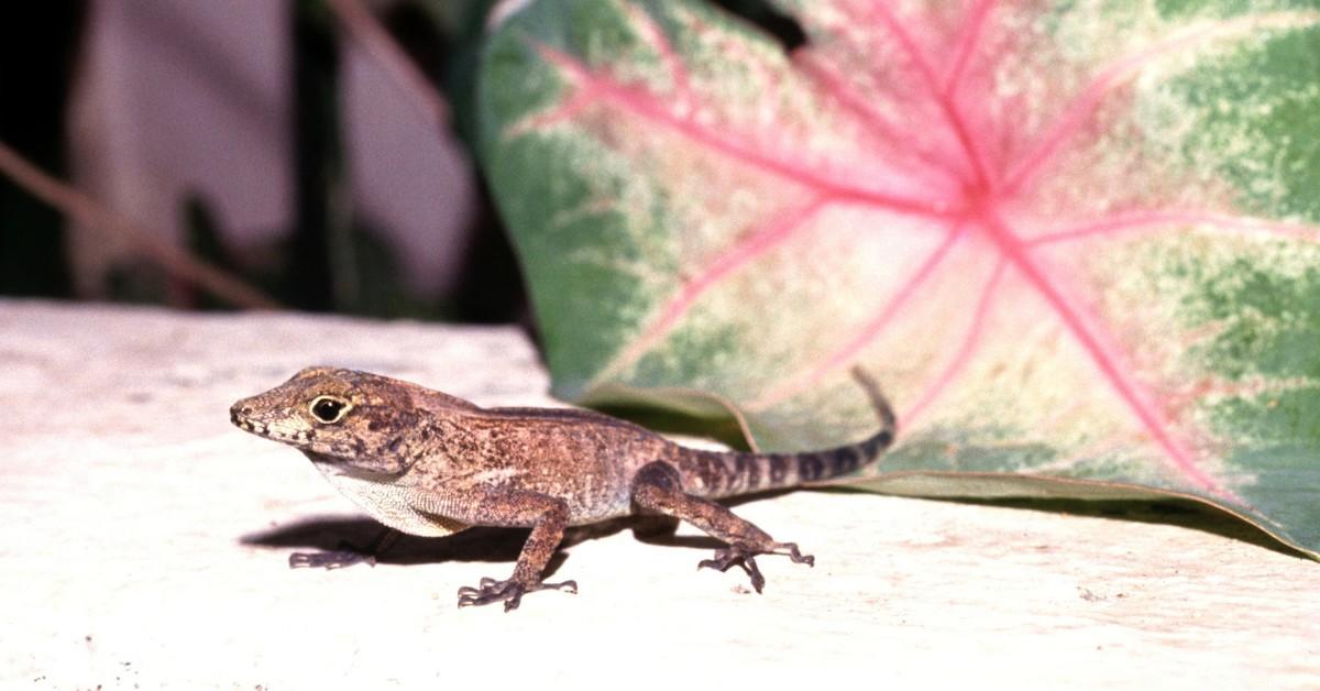 Closeup of a lizard on all fours