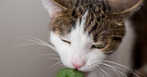 A cat with a white face nibbles on a dark green leaf of spinach.