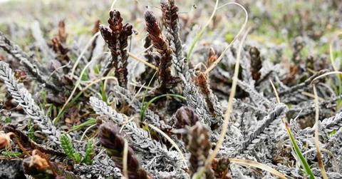 Cassiope tetragona, also known as Arctic bell-heather, killed by a rain-on-snow event (Cover Image Source: Finnish Meteorological Institute / Photo by R Treharne)