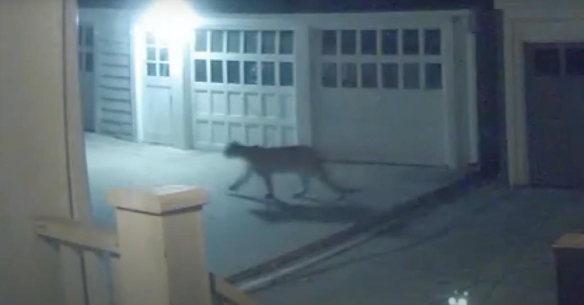 A cougar in Minneapolis caught on a home security camera. 