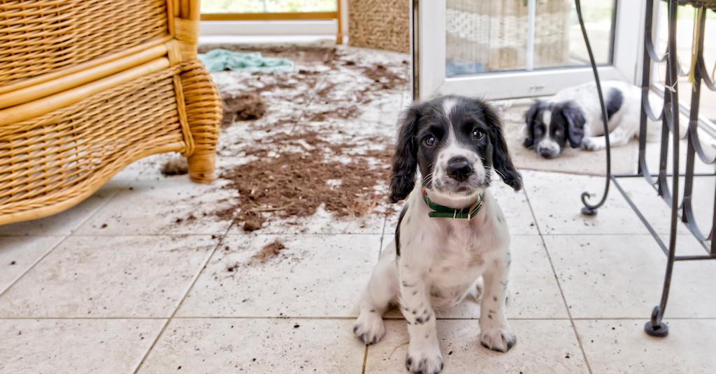 How to Punish a Puppy Appropriately