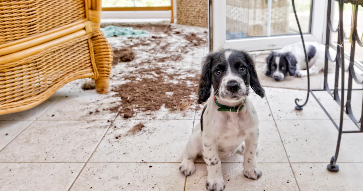 How to Punish a Puppy Appropriately