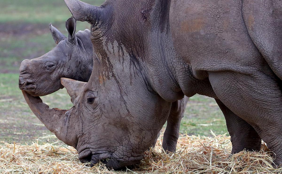 Endangered rhino and baby