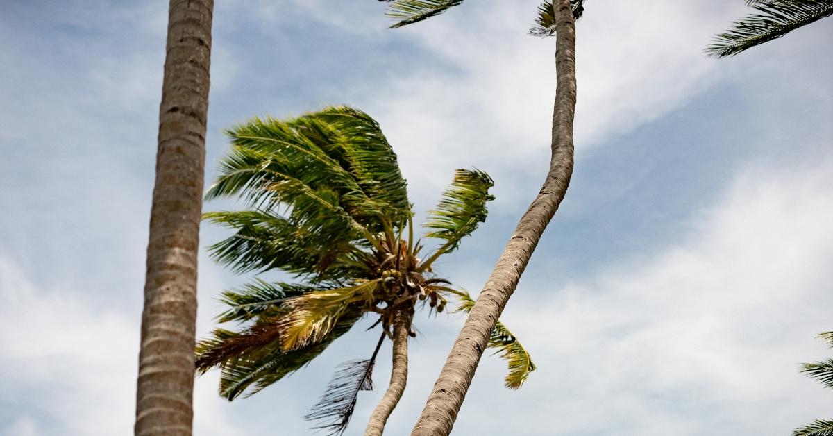 Close-up photograph of a palm tree waving in the wind before a hurricane.