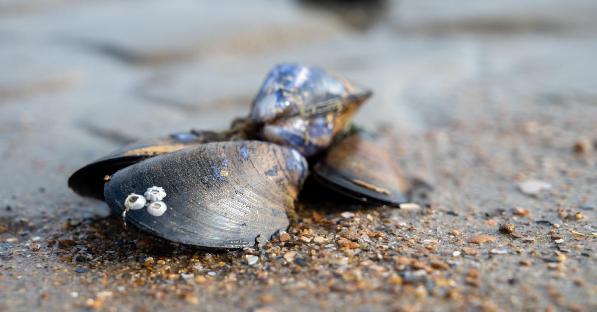 Group of live mussels on the shore