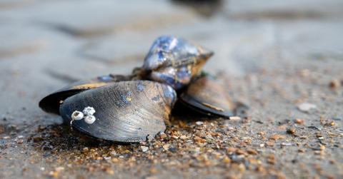 Group of live mussels on the shore