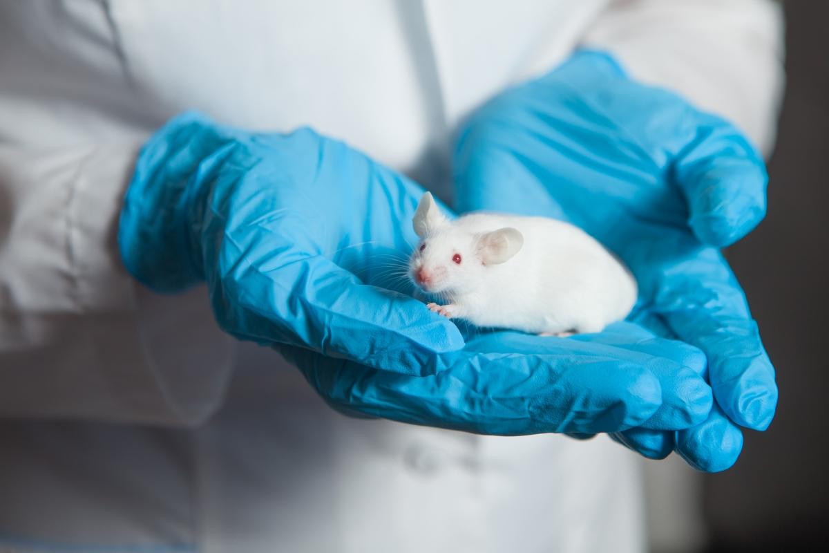 white lab mouse held by researcher wearing blue gloves