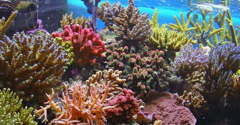 coral reef climate crisis