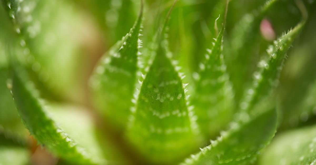 aloe scalp